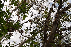 0797 Wildlife Habitat Port Douglas